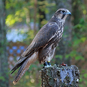 Saker Falcon